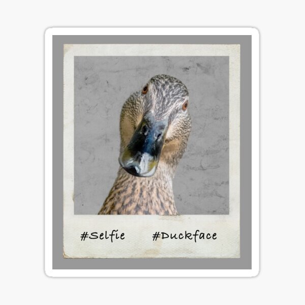#duckface - close up of a duck looking to camera Sticker