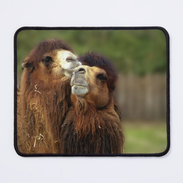 Item preview, Happy Camel Couple designed and sold by Wayne King.