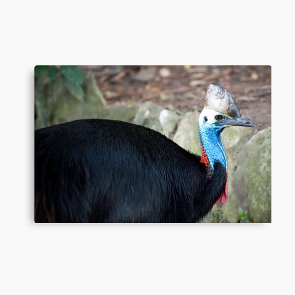 Cassowary Canvas Print