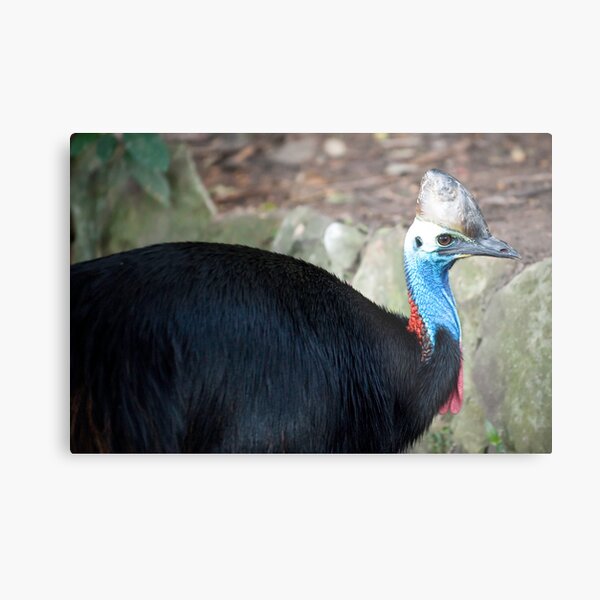 Cassowary Metal Print