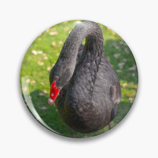 Item preview, Elegant Black Swan Portrait - Striking Red Beak and Dark Plumage Wildlife Photo designed and sold by AbulailArt.