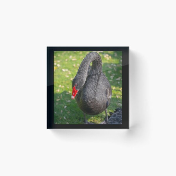 Item preview, Elegant Black Swan Portrait - Striking Red Beak and Dark Plumage Wildlife Photo designed and sold by AbulailArt.