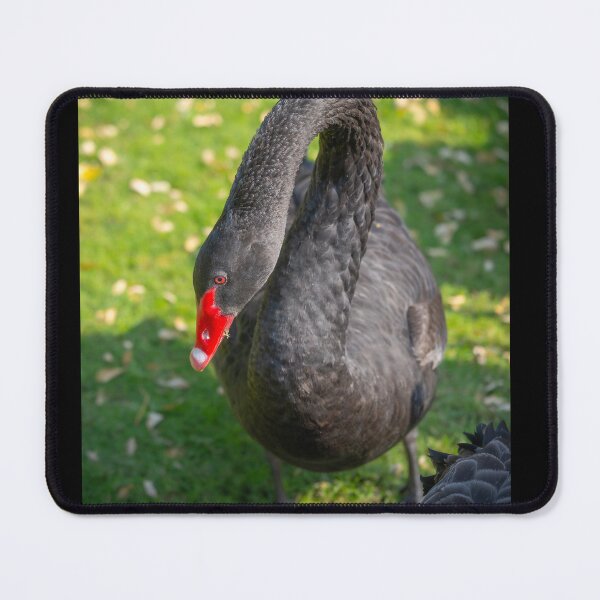 Item preview, Elegant Black Swan Portrait - Striking Red Beak and Dark Plumage Wildlife Photo designed and sold by AbulailArt.