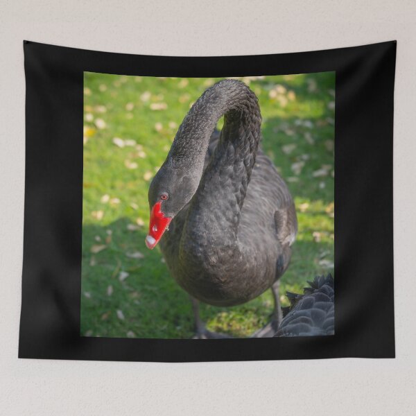 Item preview, Elegant Black Swan Portrait - Striking Red Beak and Dark Plumage Wildlife Photo designed and sold by AbulailArt.