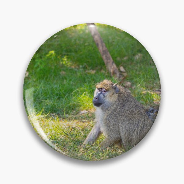 Item preview, Wild Baboons Grooming in the Sun - Authentic African Primate Nature Photography designed and sold by AbulailArt.