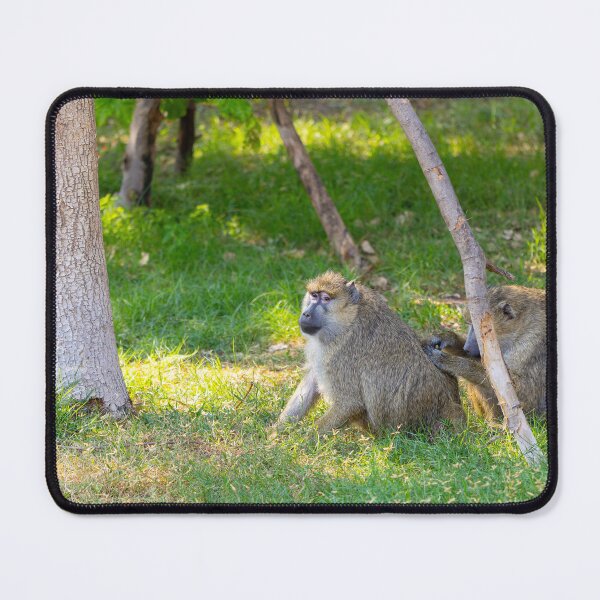 Item preview, Wild Baboons Grooming in the Sun - Authentic African Primate Nature Photography designed and sold by AbulailArt.