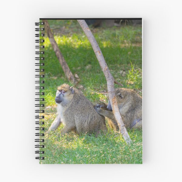Item preview, Wild Baboons Grooming in the Sun - Authentic African Primate Nature Photography designed and sold by AbulailArt.