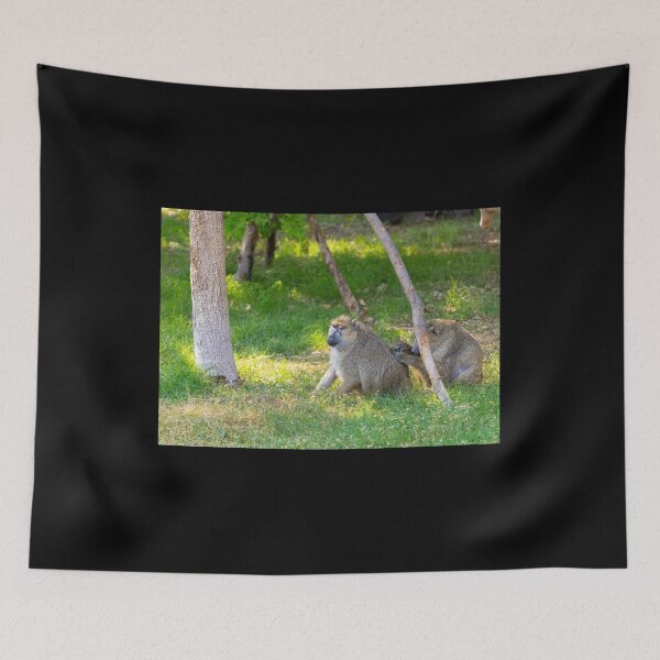 Item preview, Wild Baboons Grooming in the Sun - Authentic African Primate Nature Photography designed and sold by AbulailArt.