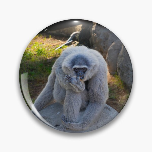 Item preview, Majestic Lar Gibbon on Rock - Silvery White-Handed Gibbon Wildlife Photography designed and sold by AbulailArt.