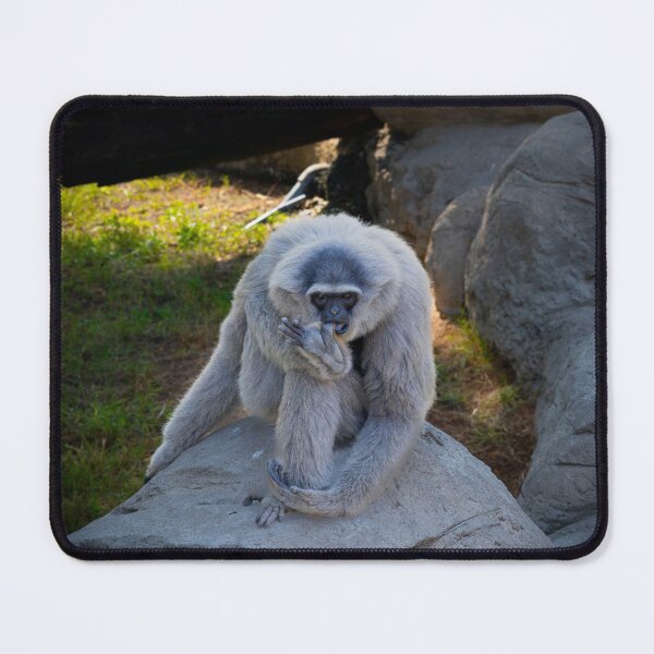 Item preview, Majestic Lar Gibbon on Rock - Silvery White-Handed Gibbon Wildlife Photography designed and sold by AbulailArt.