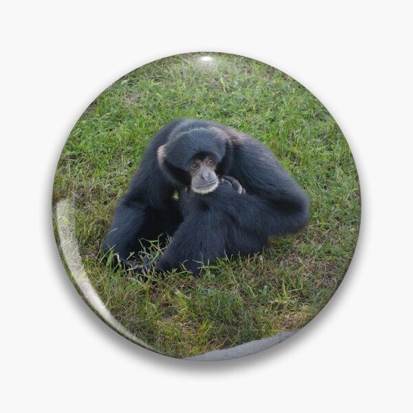 Item preview, Thoughtful Siamang Gibbon Portrait - Black Primate Wildlife Photography designed and sold by AbulailArt.