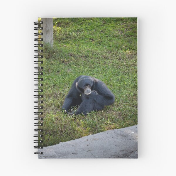 Item preview, Thoughtful Siamang Gibbon Portrait - Black Primate Wildlife Photography designed and sold by AbulailArt.