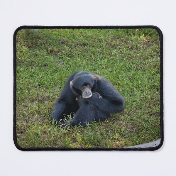 Item preview, Thoughtful Siamang Gibbon Portrait - Black Primate Wildlife Photography designed and sold by AbulailArt.