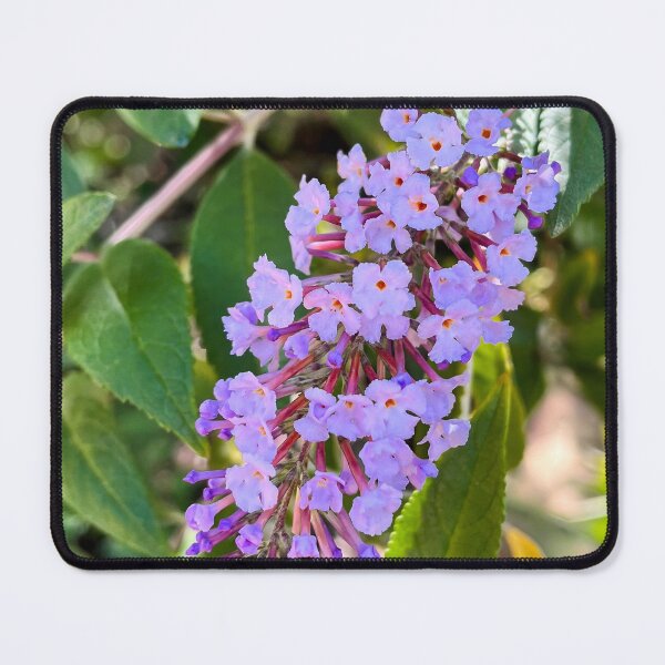 Item preview, Soft Purple Buddleia Bloom in Sunlight designed and sold by Be Captured by Brittany Emma.