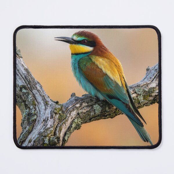 Item preview, European Bee Catcher on an Olive Branch designed and sold by Tridentulus.