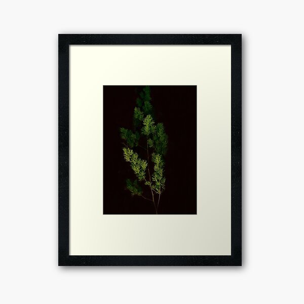 All Spruced Up ! Framed Art Print