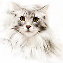 Norwegian Forest Cat Acrylic Block By Gingerdelight Redbubble