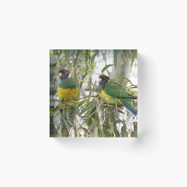 Item preview, Two twenty-eight parrots, parent and young designed and sold by Windswell.