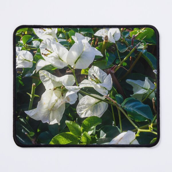 Item preview, White Bougainvillea Flowers Among Green Leaves in a Sunlit Garden Setting designed and sold by Nmallia.
