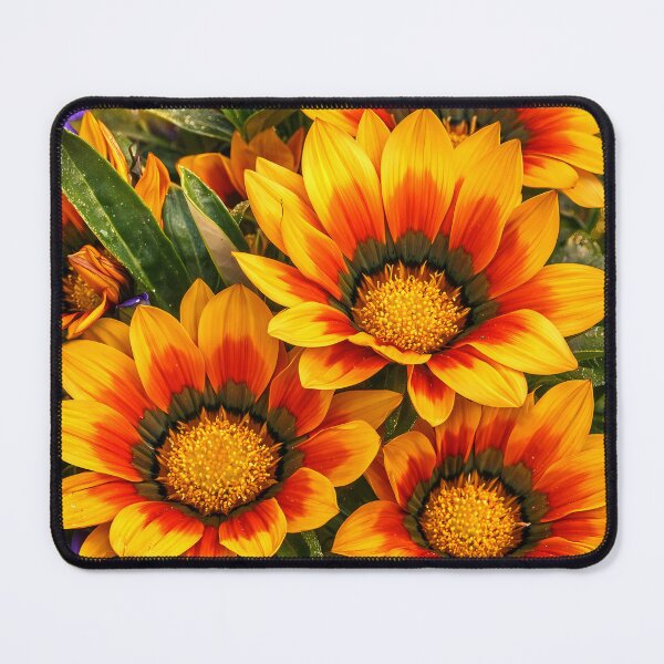 Item preview, Radiant Sunfire Gazanias designed and sold by Dreamy Armine Art.