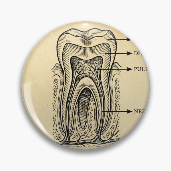 Item preview, Vintage Dental Anatomy - Antique Molar Cross Section Illustration designed and sold by DrToothStudio.