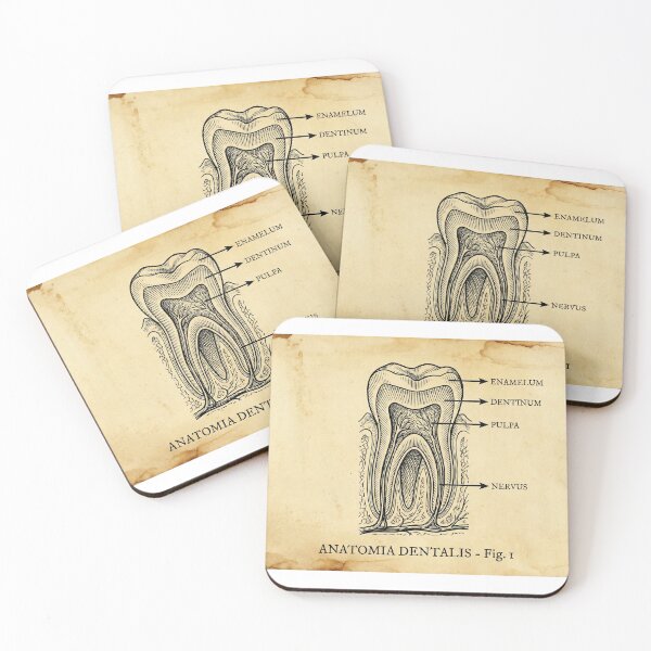 Item preview, Vintage Dental Anatomy - Antique Molar Cross Section Illustration designed and sold by DrToothStudio.