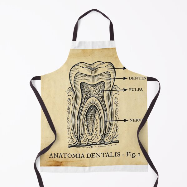 Item preview, Vintage Dental Anatomy - Antique Molar Cross Section Illustration designed and sold by DrToothStudio.