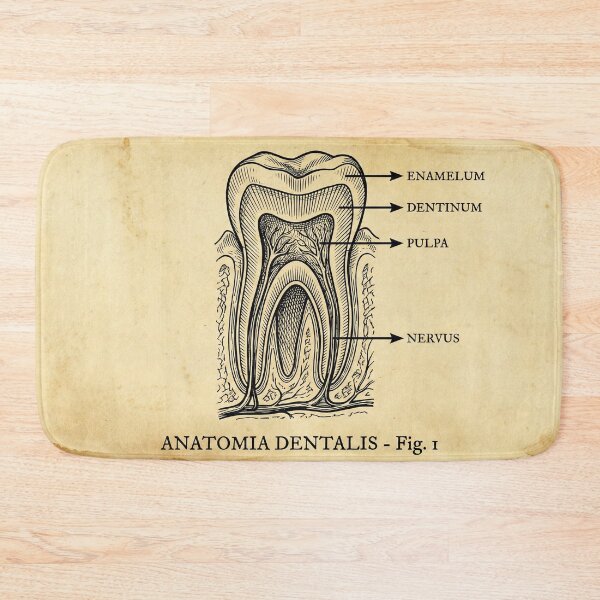 Item preview, Vintage Dental Anatomy - Antique Molar Cross Section Illustration designed and sold by DrToothStudio.