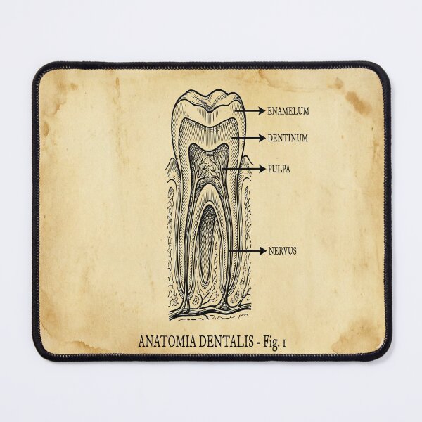Item preview, Vintage Dental Anatomy - Antique Molar Cross Section Illustration designed and sold by DrToothStudio.