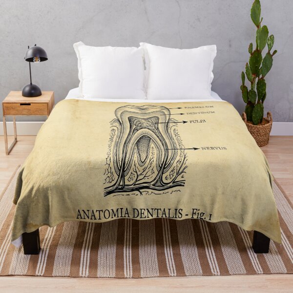 Item preview, Vintage Dental Anatomy - Antique Molar Cross Section Illustration designed and sold by DrToothStudio.