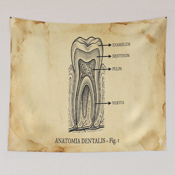 Item preview, Vintage Dental Anatomy - Antique Molar Cross Section Illustration designed and sold by DrToothStudio.