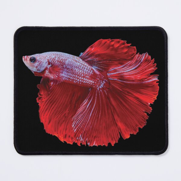 Item preview, purple red beta fish designed and sold by inainart.