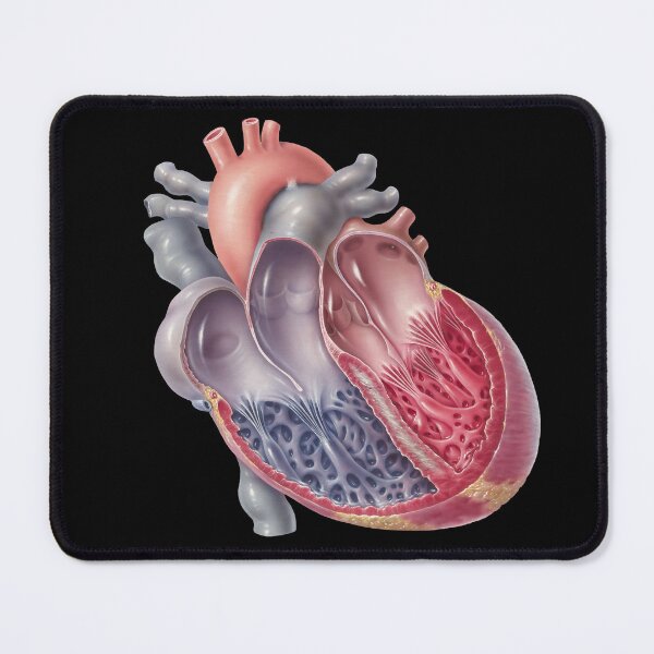 Item preview, Heart Cross Section – Vintage Medical Drawing designed and sold by TheDisloyalists.