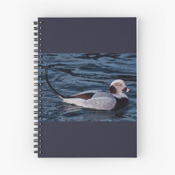 Item preview, Long-Tailed Duck Scotland designed and sold by Tom McPherson Photography.