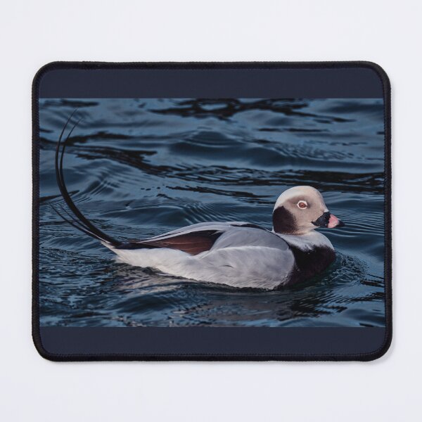 Item preview, Long-Tailed Duck Scotland designed and sold by Tom McPherson Photography.