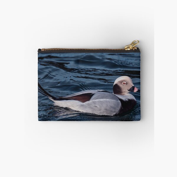 Item preview, Long-Tailed Duck Scotland designed and sold by Tom McPherson Photography.