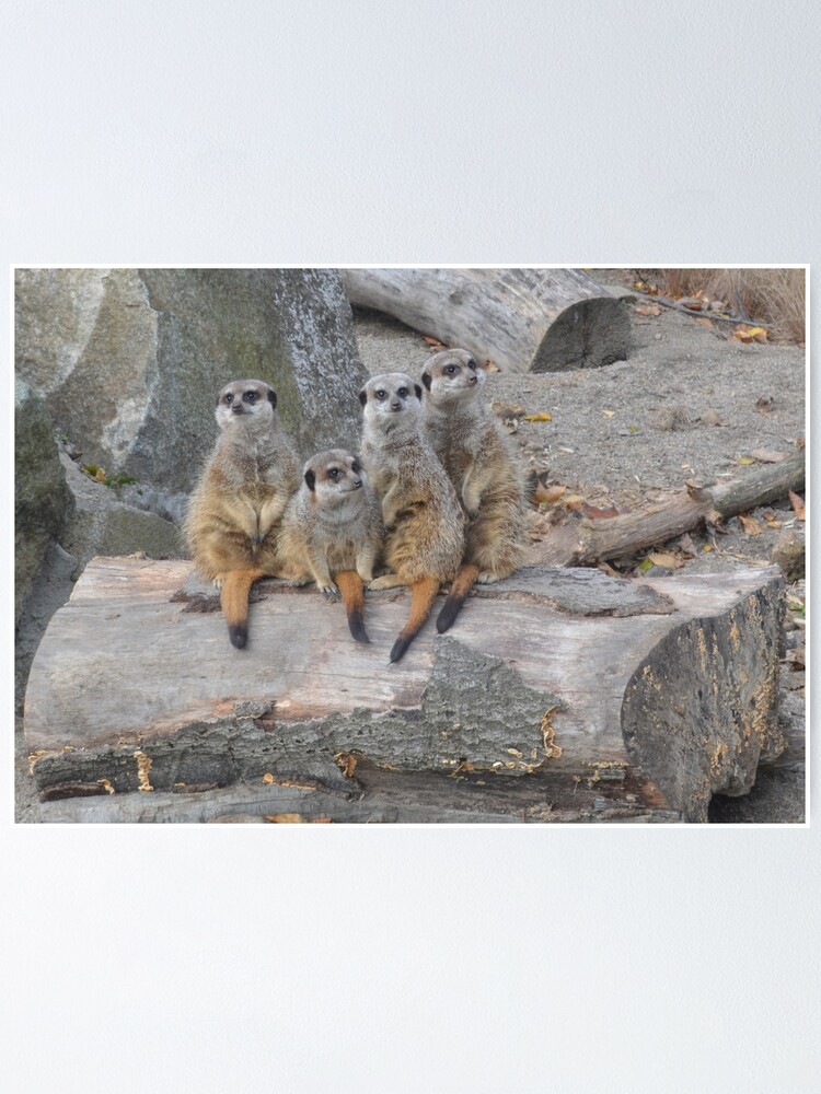 Cute Funny Meerkats Poster Print Size A4 A3 Wild Animals Poster Gift #8583