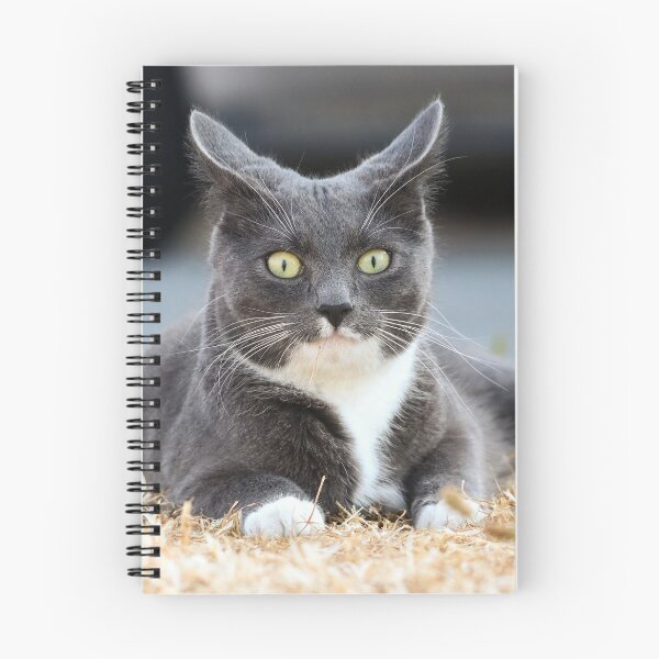 Item preview, Startled cat designed and sold by GreyFeatherPhot.