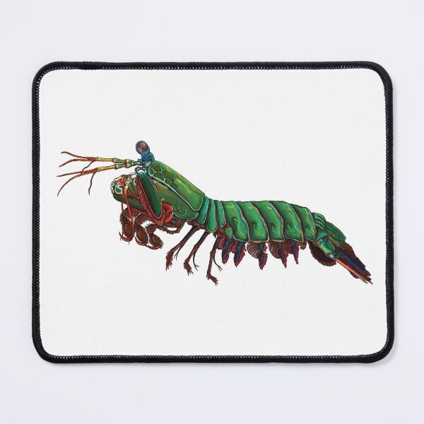 Item preview, Peacock Mantis Shrimp designed and sold by TheDisloyalists.