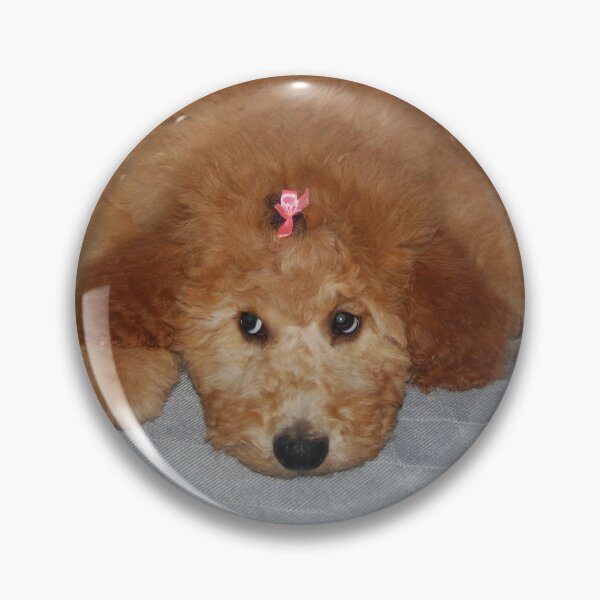 Artikelvorschau, Goldendoodle-Welpe entworfen und verkauft von kp3434.