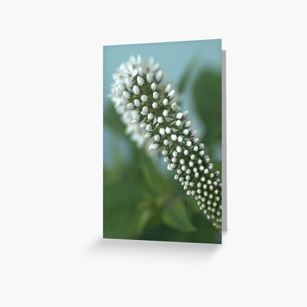 Cone flower Greeting Card