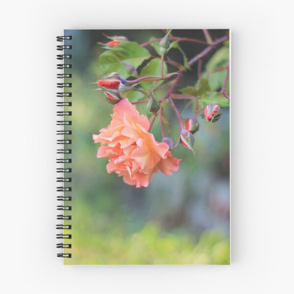 Item preview, Pretty Coral Rose Cluster designed and sold by KarenWoodArt.