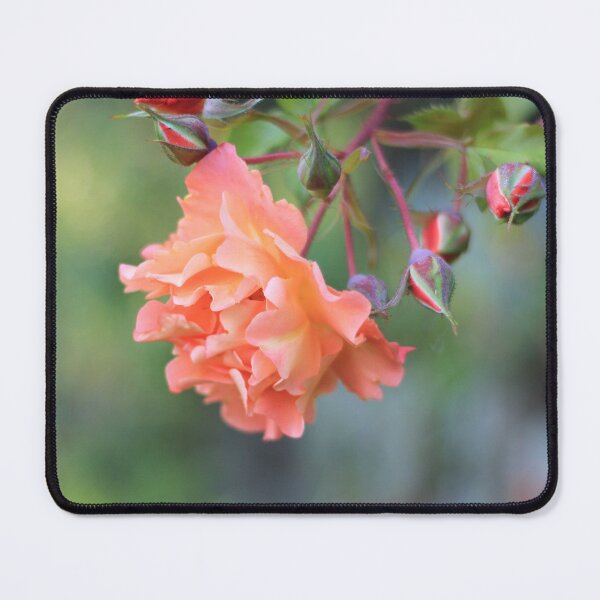 Item preview, Pretty Coral Rose Cluster designed and sold by KarenWoodArt.