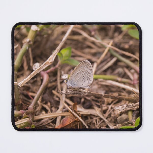 Item preview, Tiny Grass Blue designed and sold by ROSE ANN BANILAR.