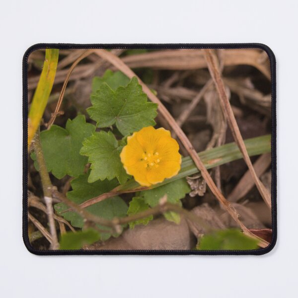 Item preview, Indian Mallow designed and sold by ROSE ANN BANILAR.