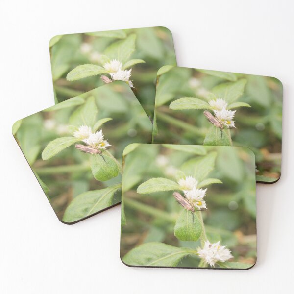 Item preview, Alligator Weed Insect designed and sold by ROSE ANN BANILAR.