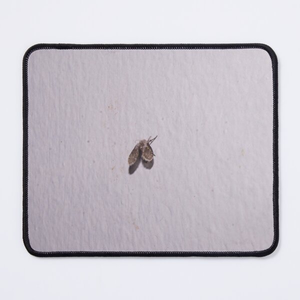 Item preview, drain fly designed and sold by ROSE ANN BANILAR.