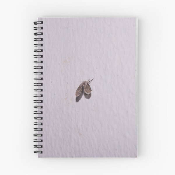 Item preview, drain fly designed and sold by ROSE ANN BANILAR.
