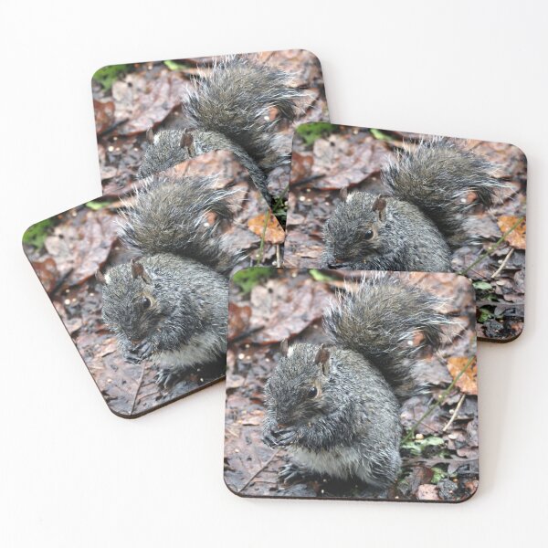Item preview, squirrel designed and sold by KathleenDawson.