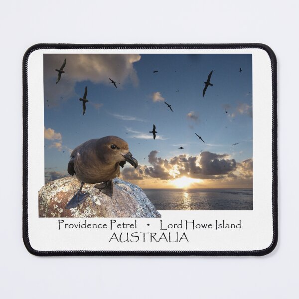Item preview, Providence Petrel, Lord Howe Island designed and sold by ZoObsessed.